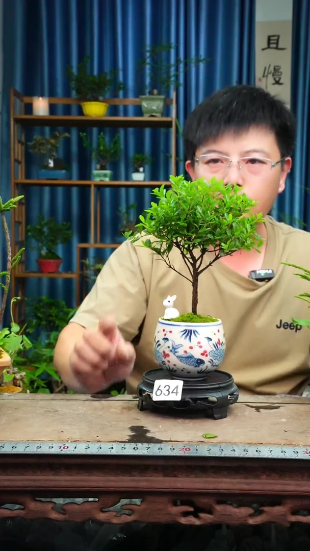 无花朵苔藓微景观634号