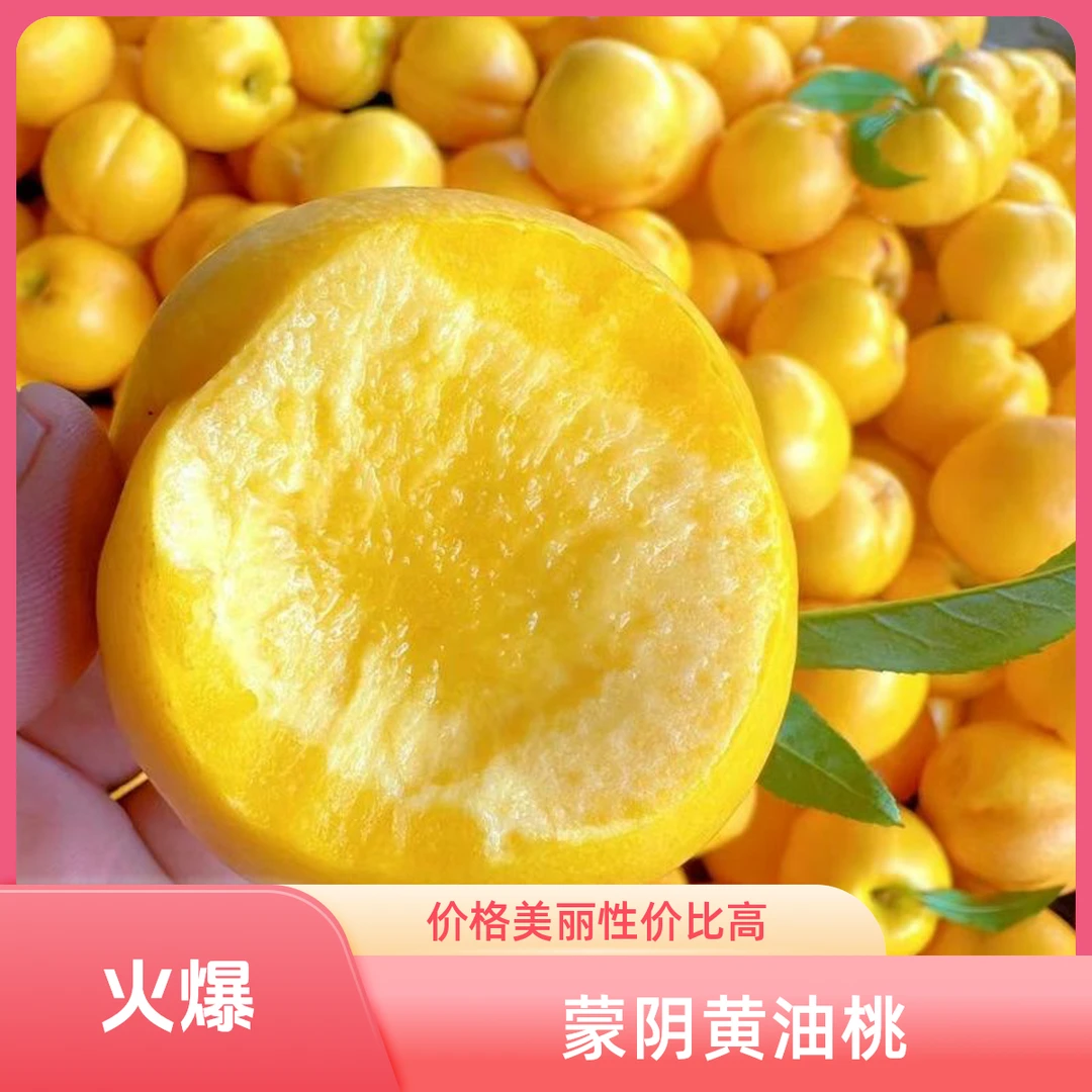 山东蒙阴黄金油桃新鲜当季水果农家桃子脆甜爽口软糯爆汁小孩辅食