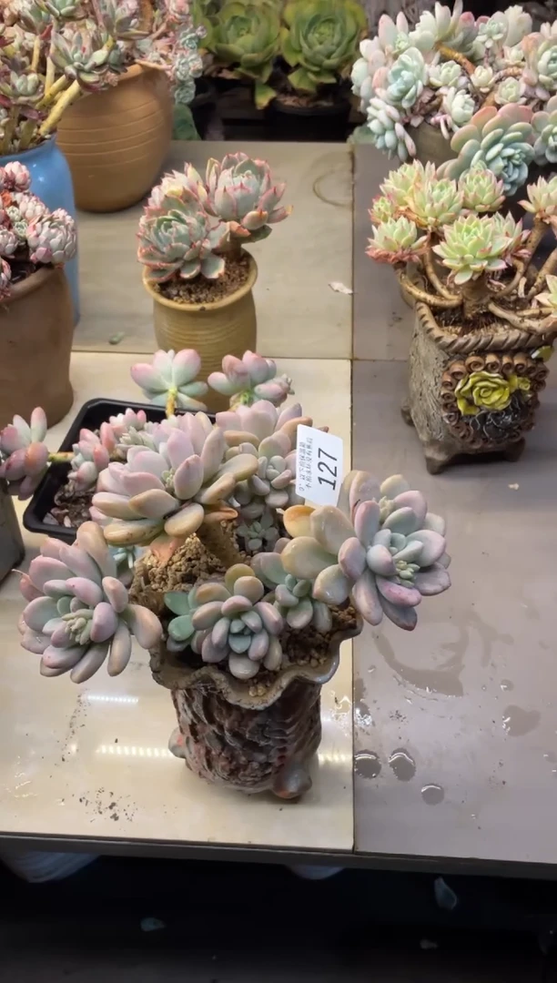 【闪购商品】127白鹭