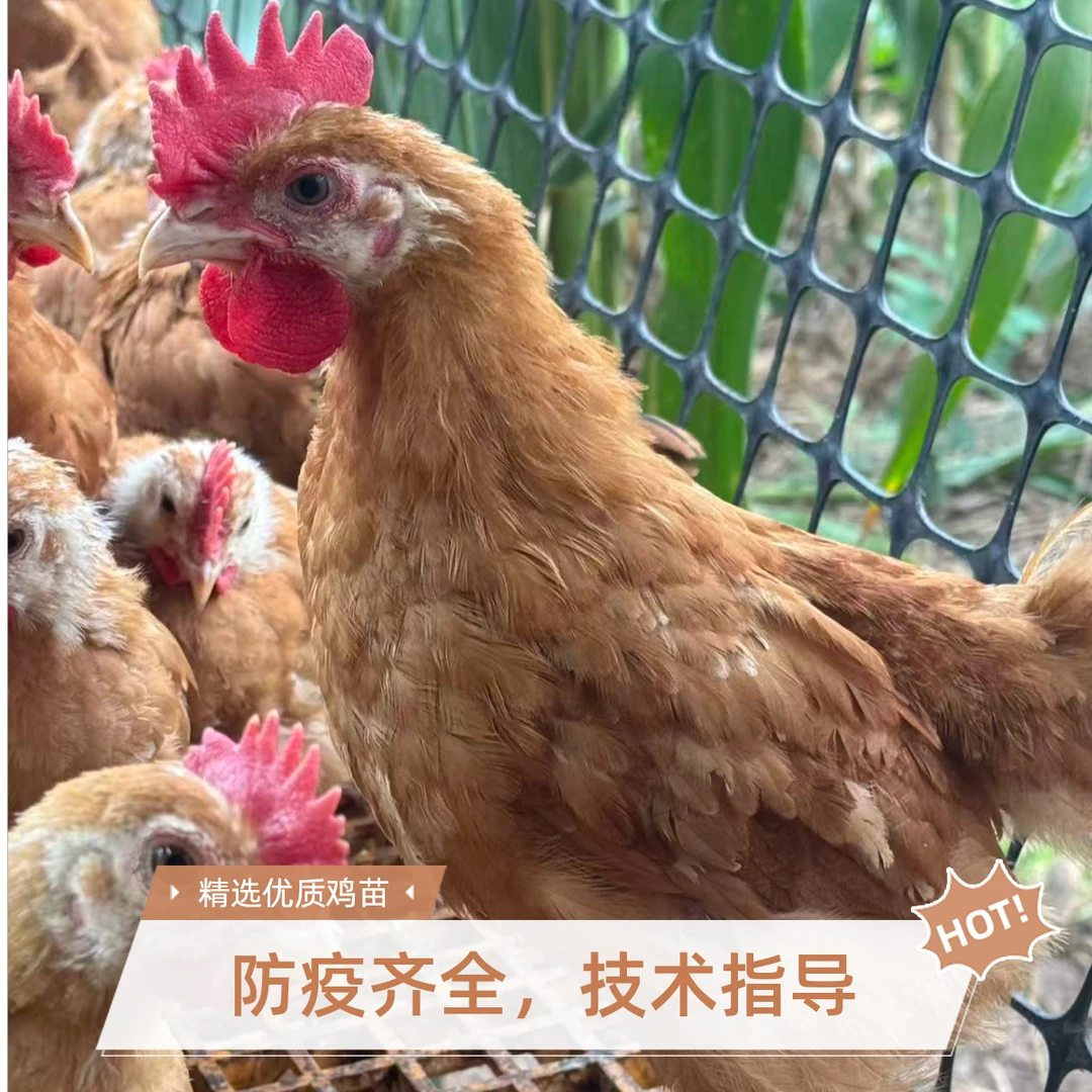 九斤红鸡长尾鸡红玉380宠物鸡包邮到家