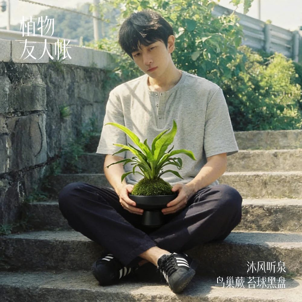 鸟巢蕨苔球黑盘沐风听泉系列植物友人帐盆栽花卉绿植桌面盆景