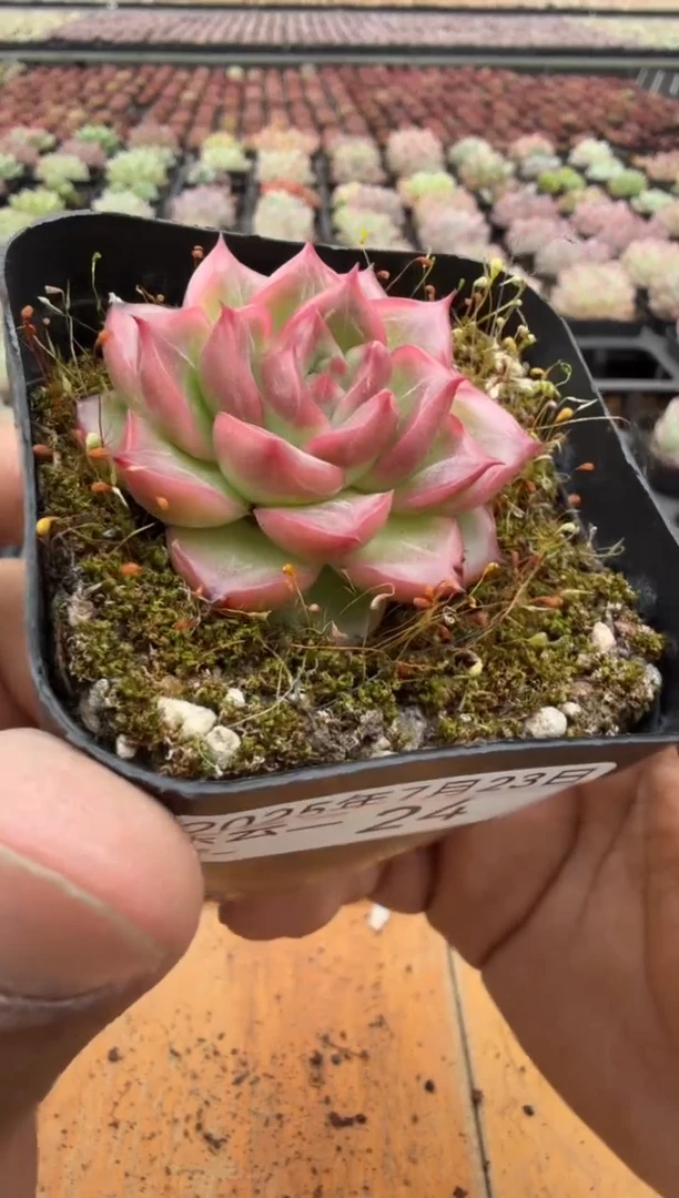 东云多肉园二店-24