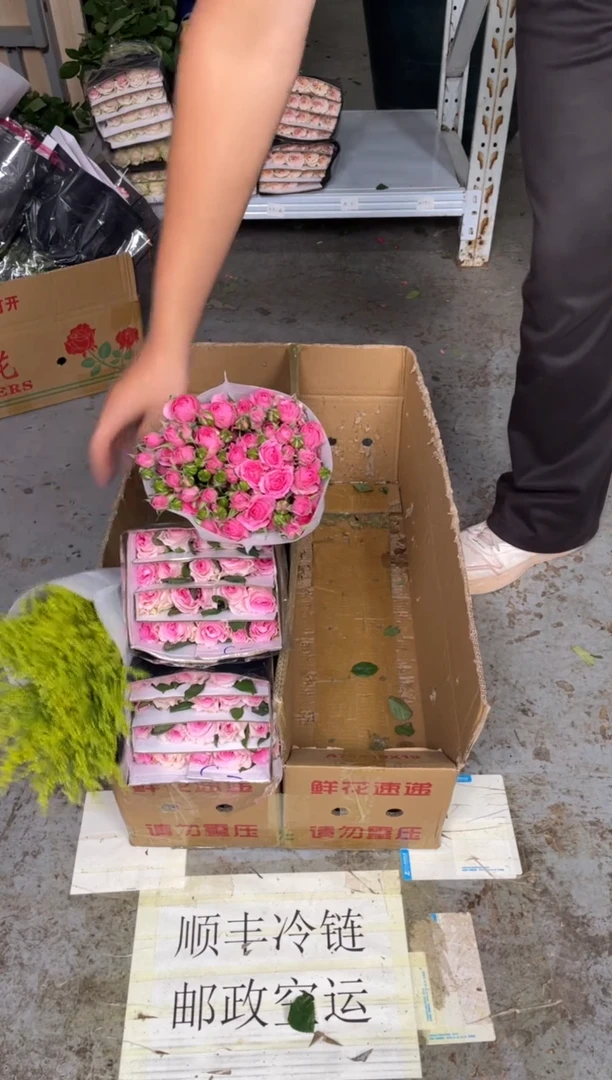 洛神2扎+苏菲1扎+黄莺