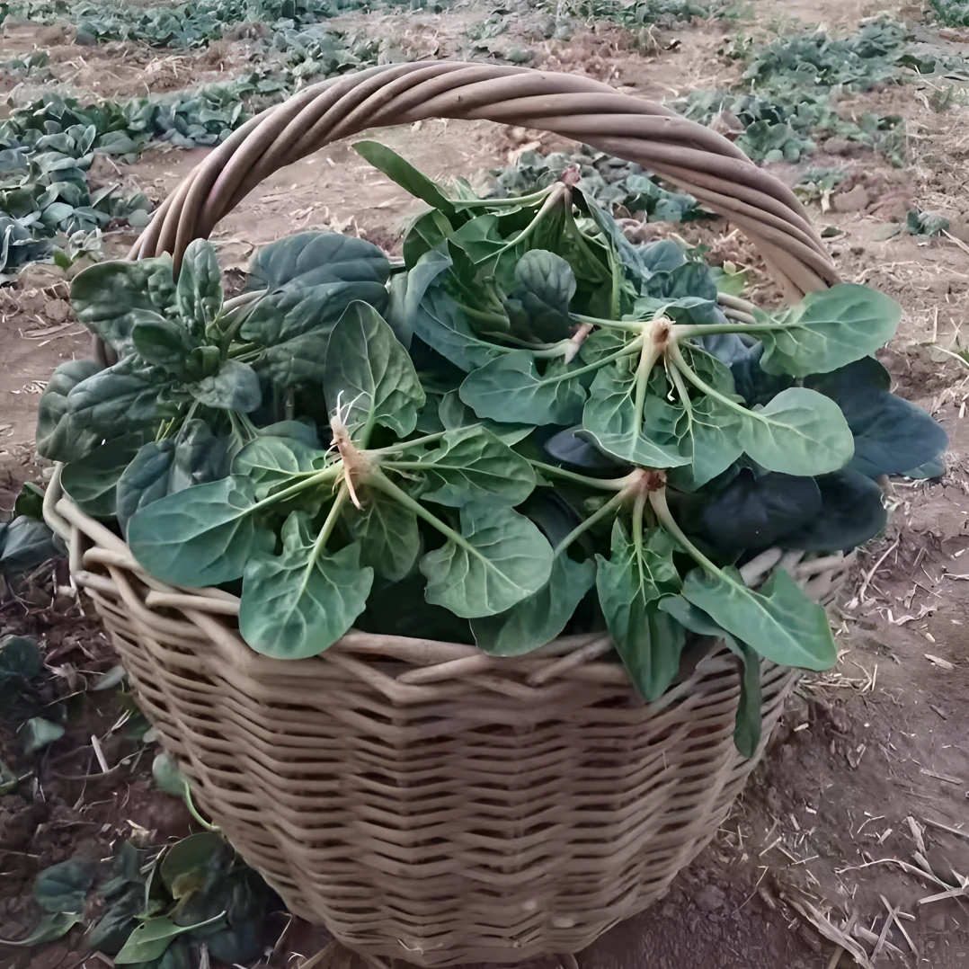 现挖！趴地小菠菜矮秆肉厚好吃圆叶菠菜孩子老人爱吃农家自种菠菜