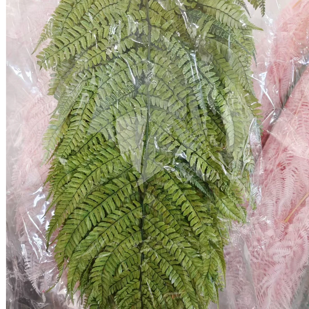 【大蕨叶】永生花彩色大蕨叶60-70长森系婚礼配叶花艺原材料配草