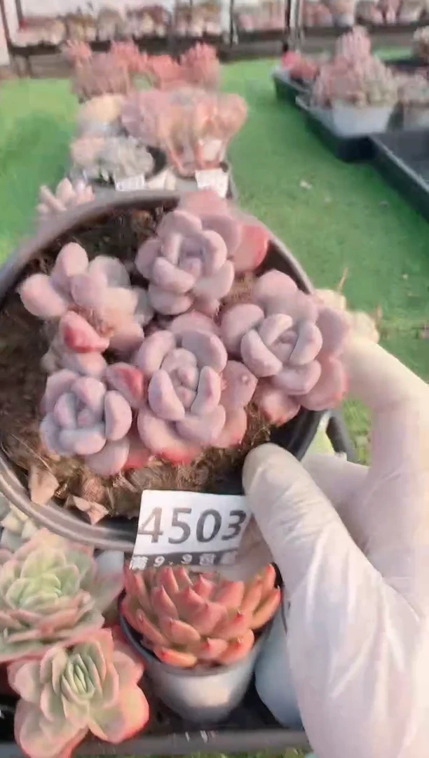 【闪购商品】信福多肉一物一拍