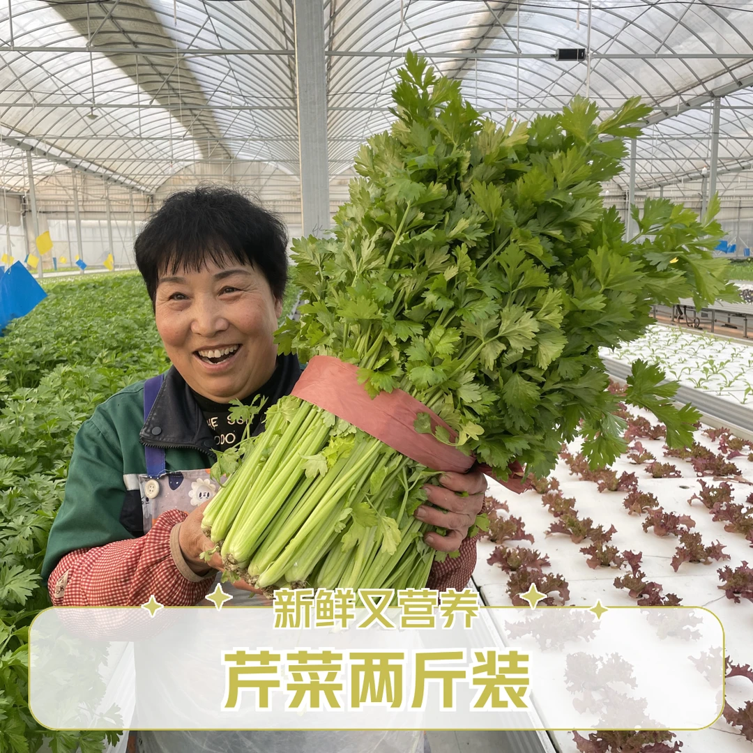 2斤装芹菜香芹菜1000g两斤装蔬菜叶菜水培蔬菜绿色健康无公害小时达