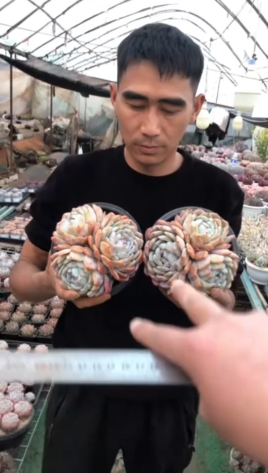【闪购商品】3头老桩橙梦露群