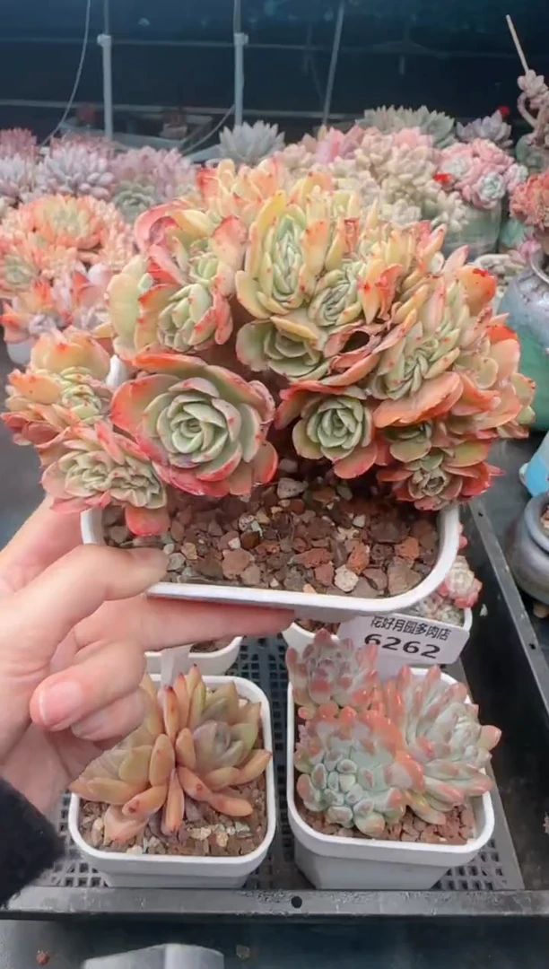 【闪购商品】6265.