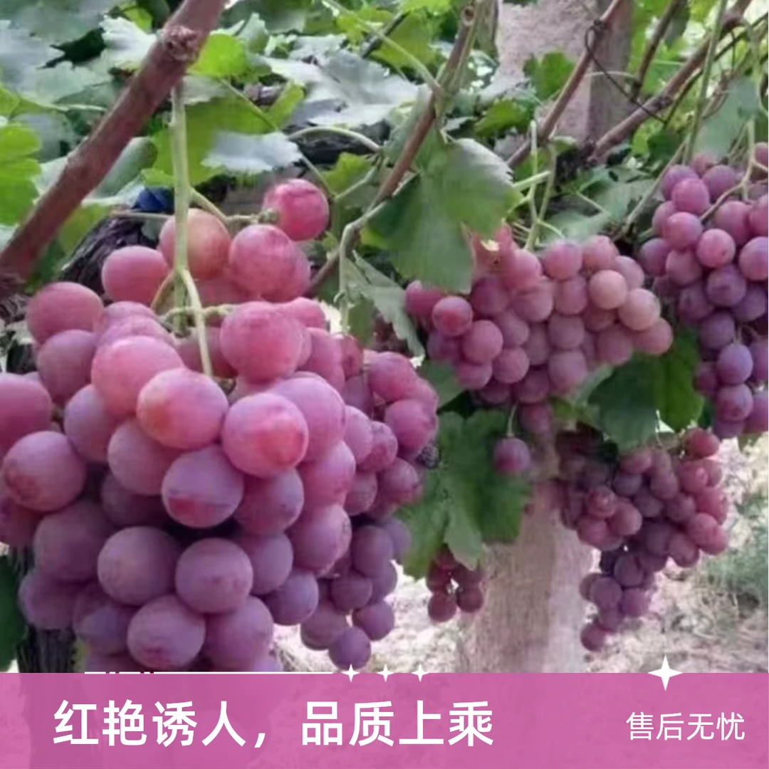 新疆吐鲁番爆汁红提 香甜多汁 原箱5斤装 原箱发货 京东顺丰包邮 坏果包赔 新疆维吾尔自治区