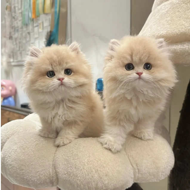 【鹿雅猫舍】猫咪宠物活体全款链接英短金渐层蓝金渐层紫金小鹿金