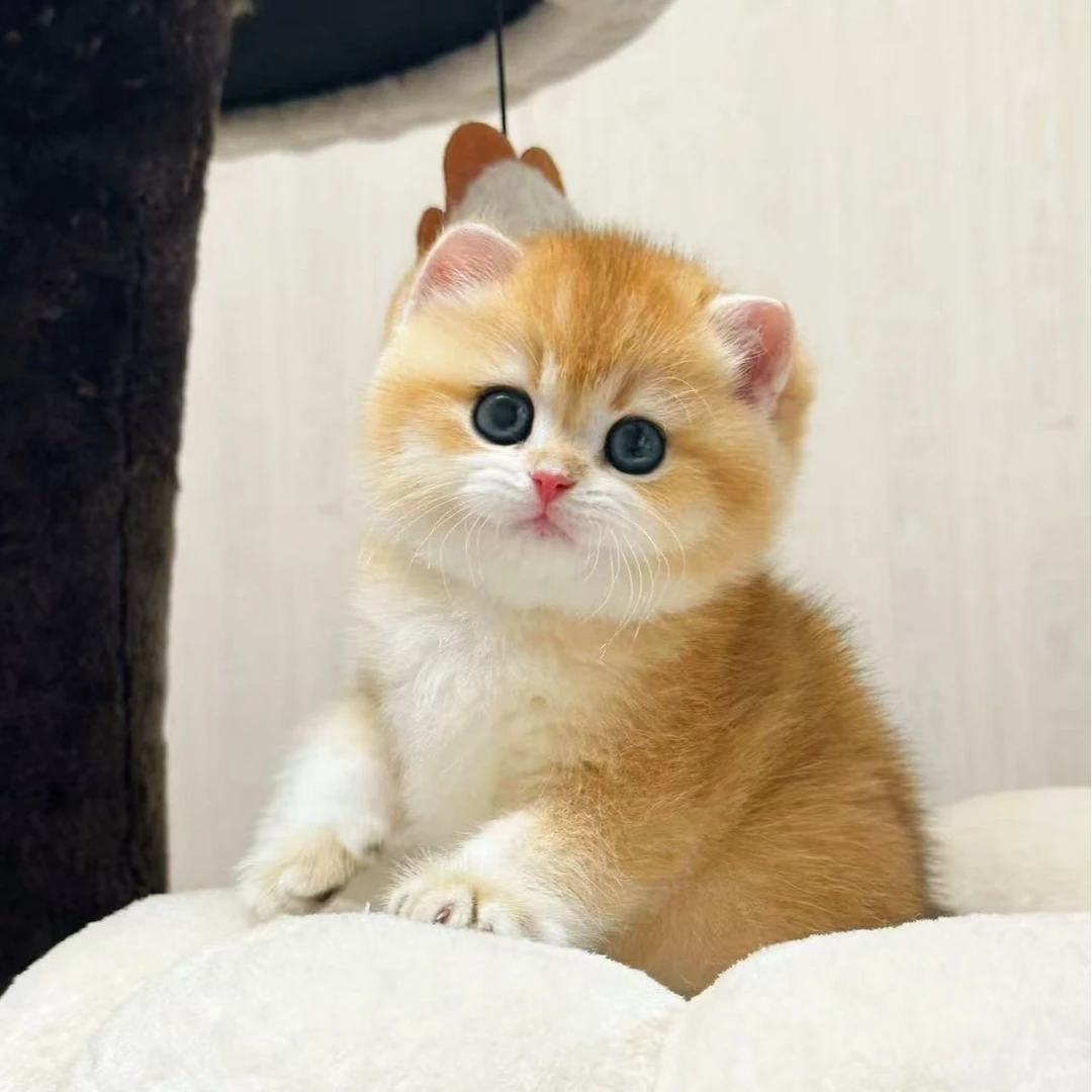 （太原昵萌猫舍）T小猫咪活体