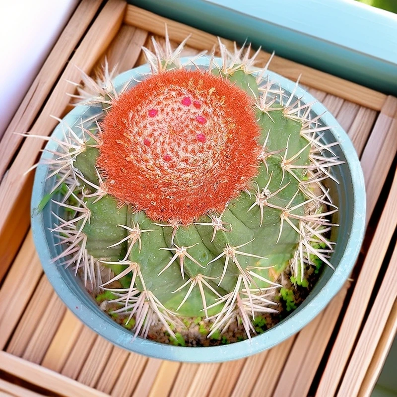 【层云】仙人球盆栽桌摆好活美观办公室花卉绿植净化空气吸甲醛