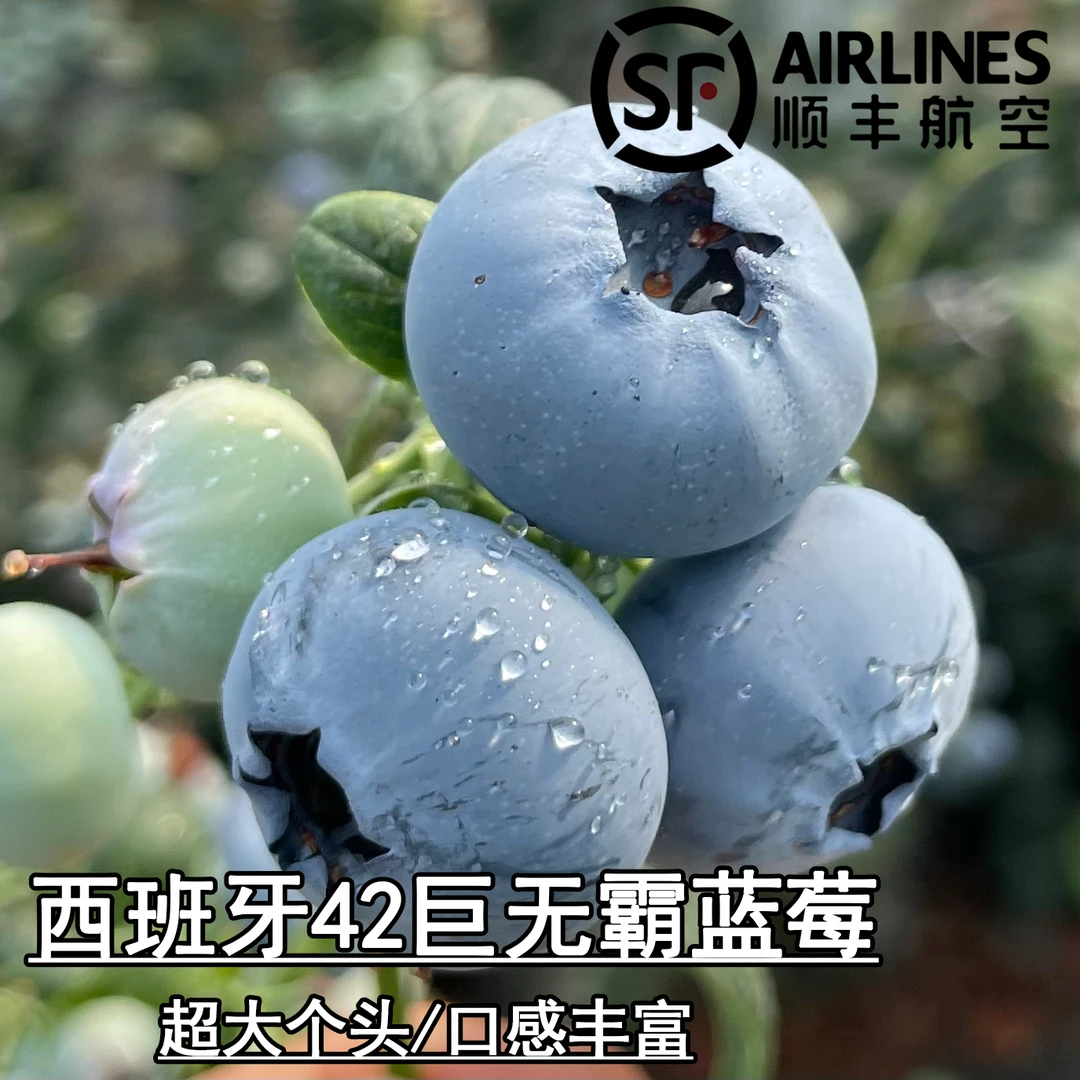【42巨无霸蓝莓】云南大理苍山巨无霸蓝莓脆甜 顺丰空运 现摘先发