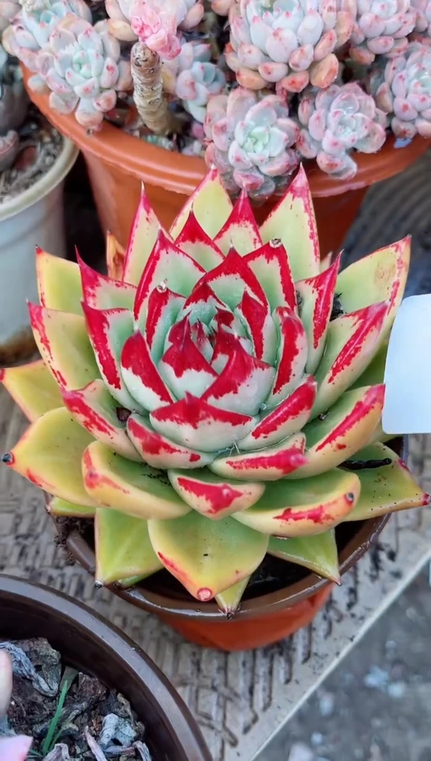 【闪购商品】09123