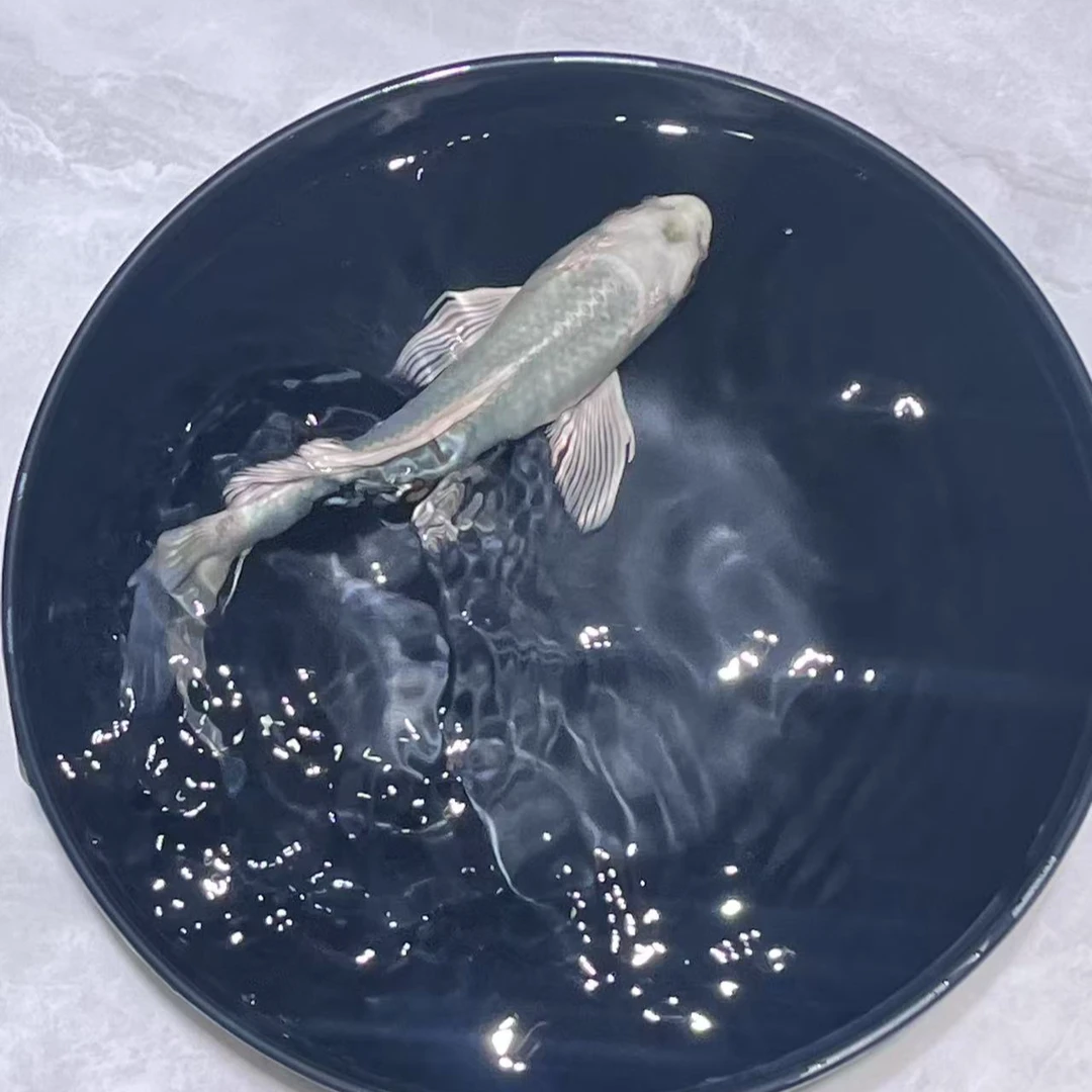 蝴蝶鲤锦鲤冷水鱼淡水鱼活体观赏鱼