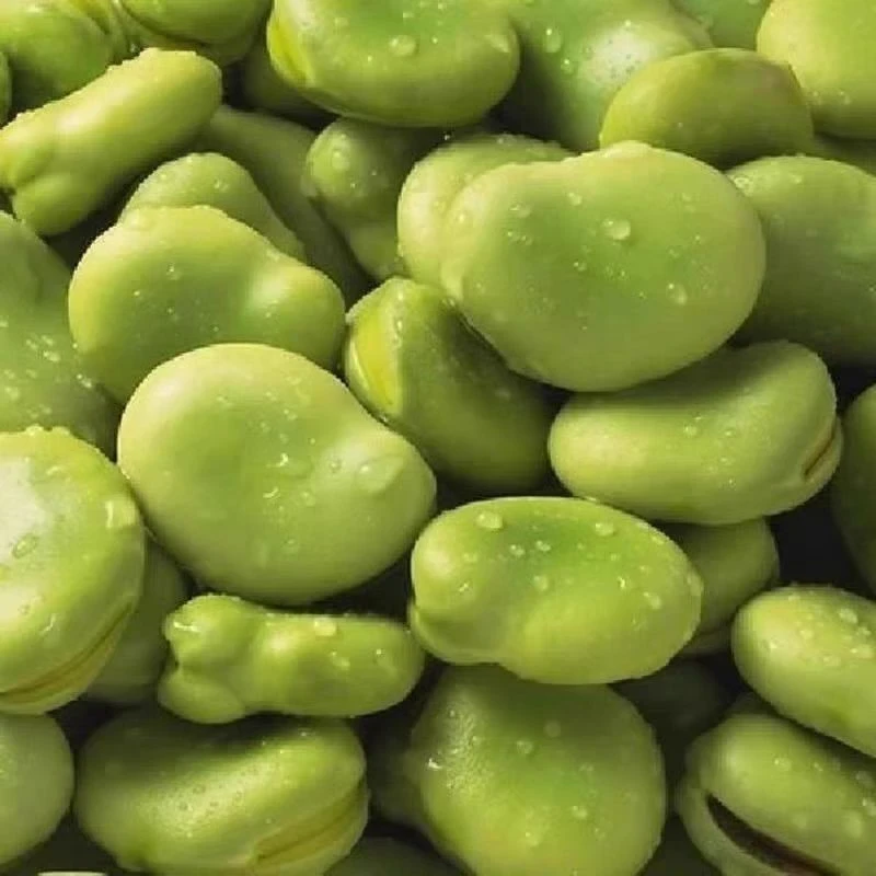 七星绿宝石蚕豆种子家庭种植蔬菜种子