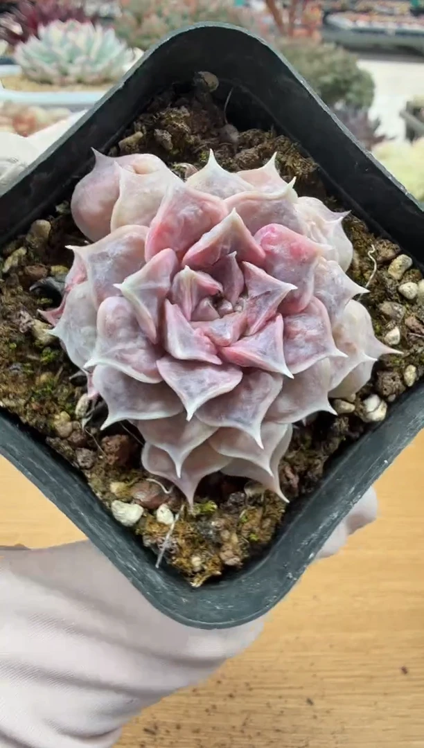 东云多肉园二店-48