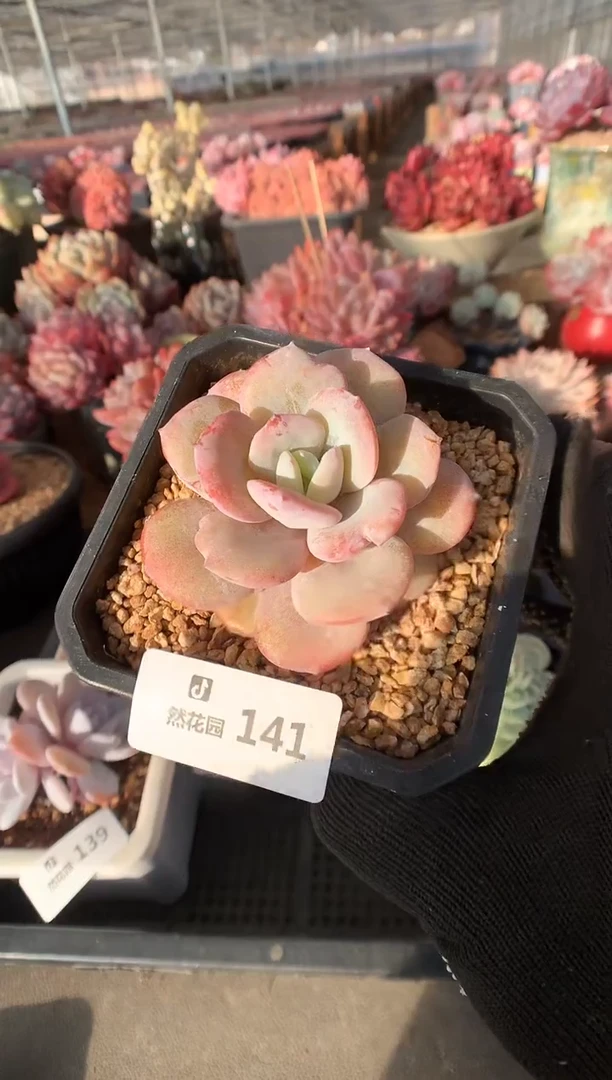 141奶茶多肉植物一物一拍
