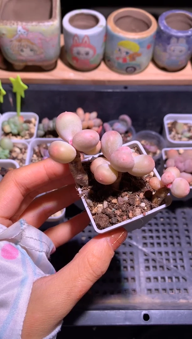 三头彩虹奶酪多肉