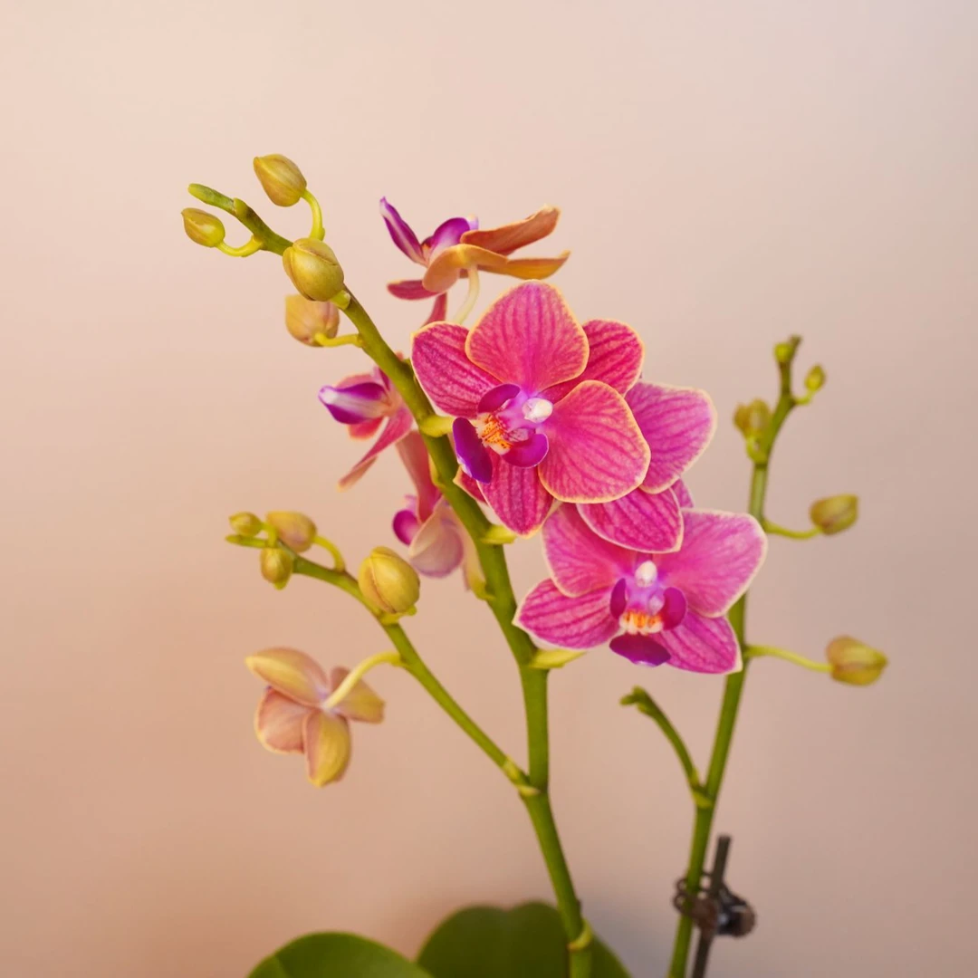 悠花里蝴蝶兰【金边玲珑 】带花带花苞开花珠发货