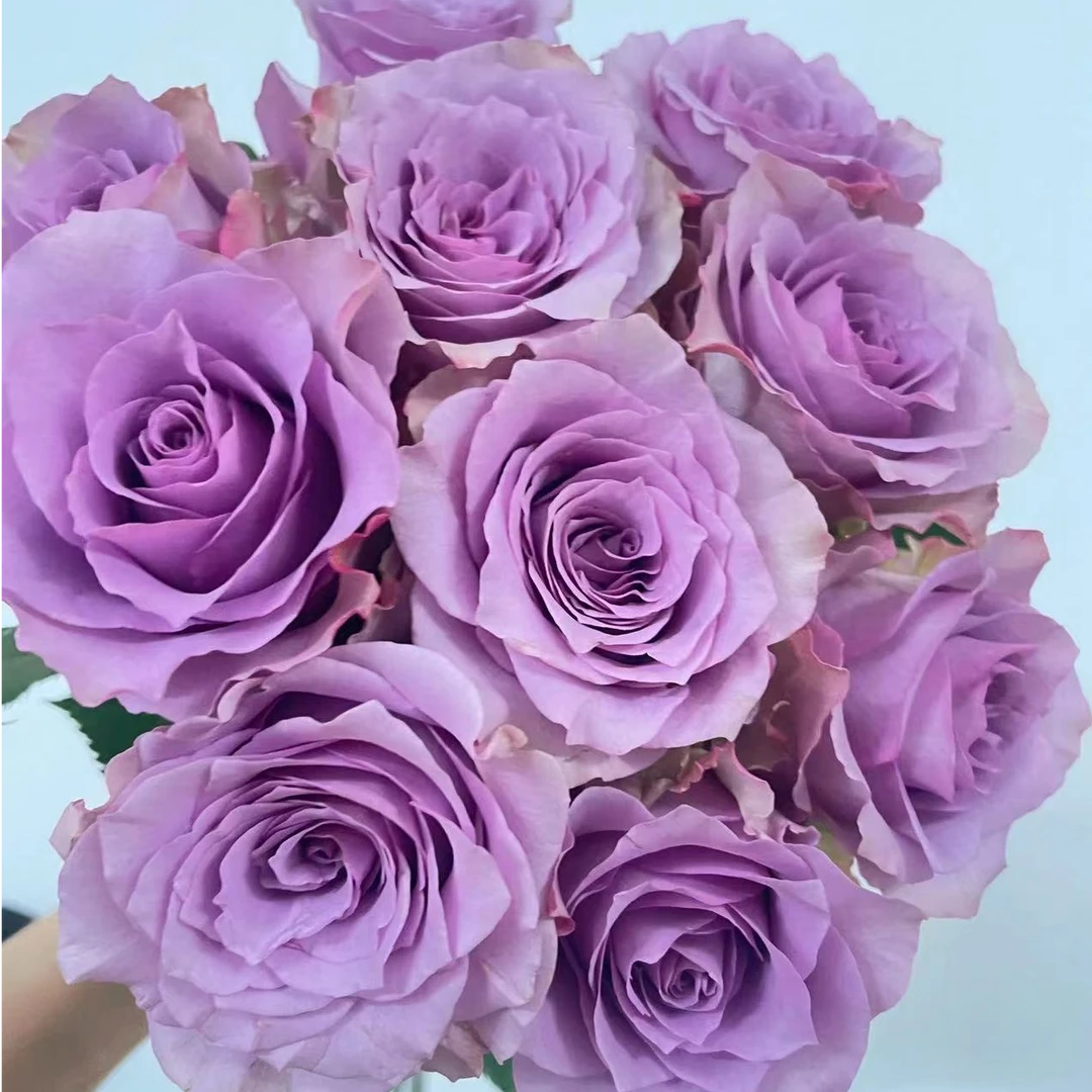 10枝【紫霞仙子】单头玫瑰 室内水养鲜切花 云南昆明基地直发
