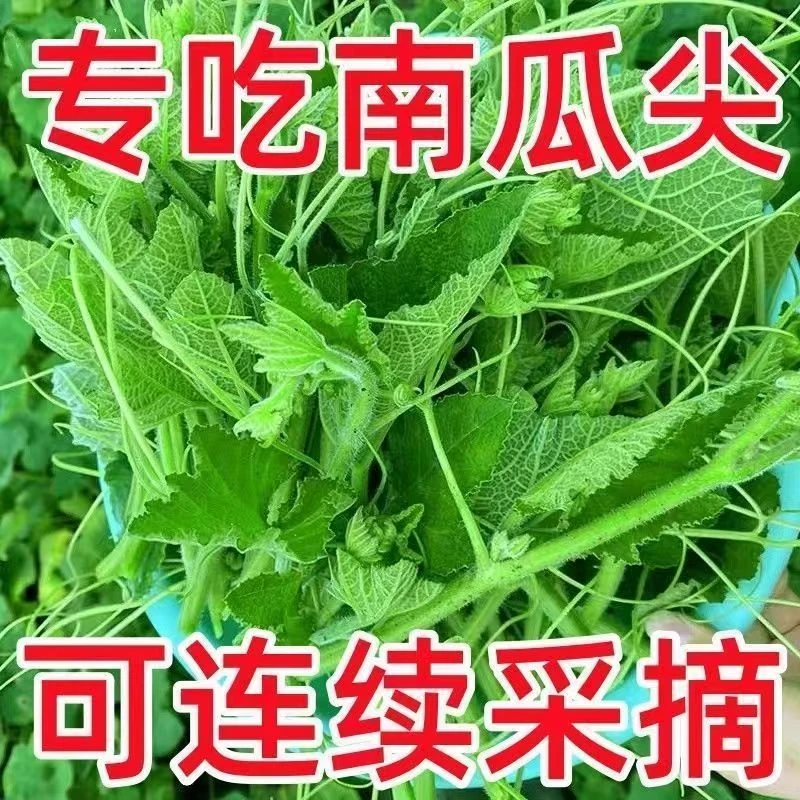 【全店满8包包邮】南瓜尖种子