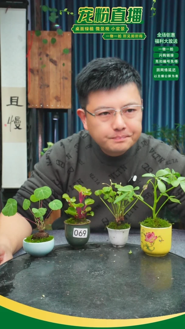 无花朵青苔藓微景观069号