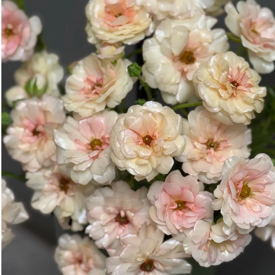 蝴蝶洋牡丹：香槟粉蝴蝶洋牡丹1扎