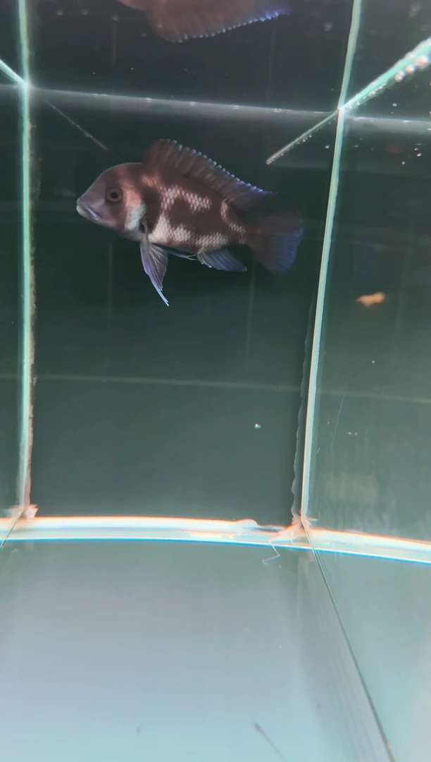 慈鲷鱼 熊猫星辰六间8-10cm一条