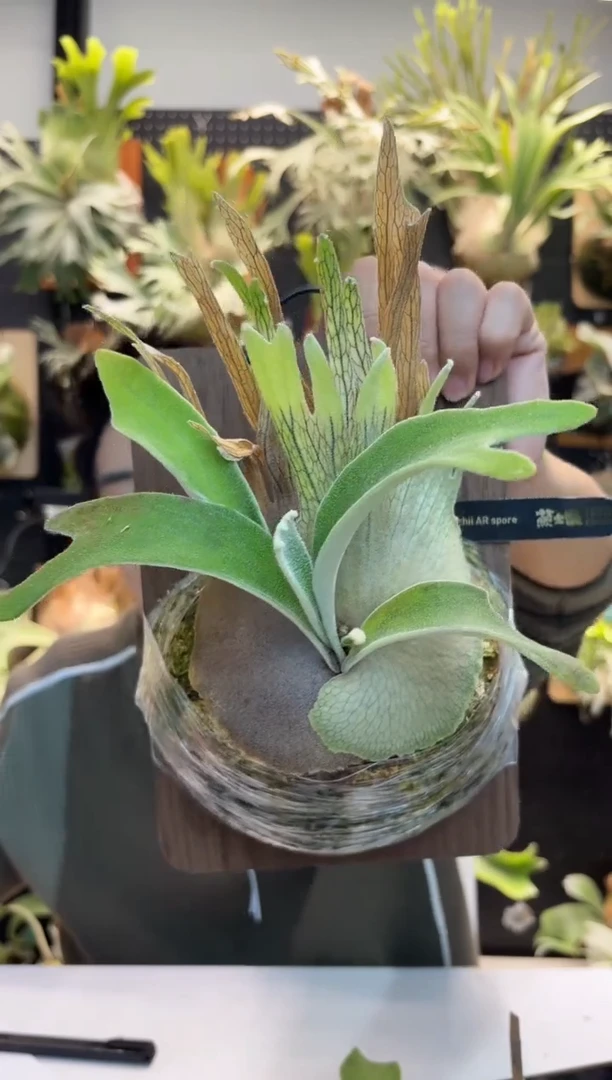 无花朵扭扭冠AR蕨士乐孢子苗