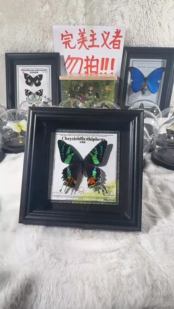 木太阳蛾水晶球