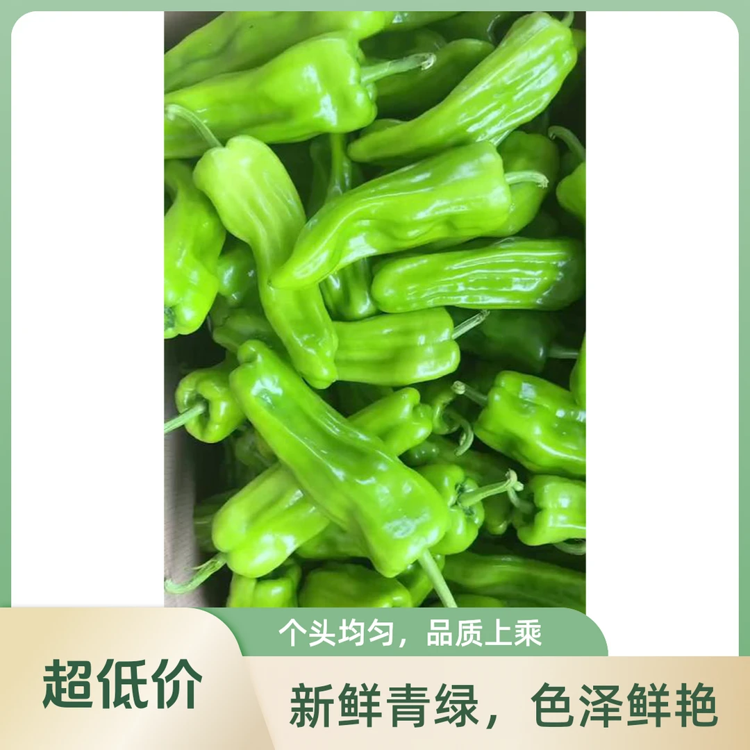 薄皮5号辣椒新鲜现摘直发