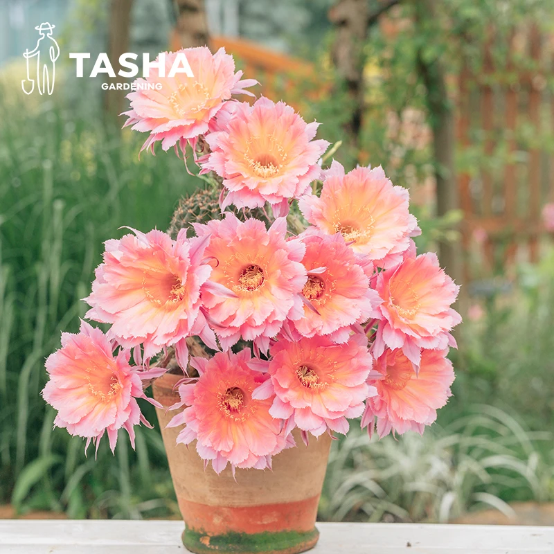 塔莎的花园仙人球 彩草种球爆花 开花植物皮实好养