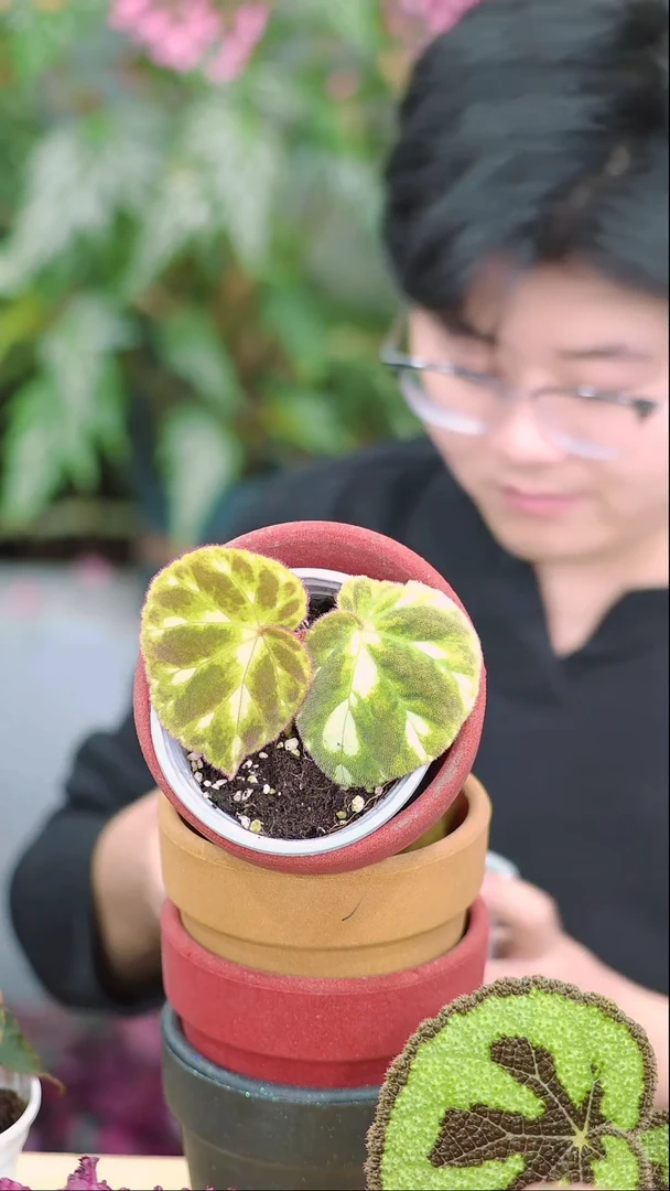 完全开放云雀秋海棠