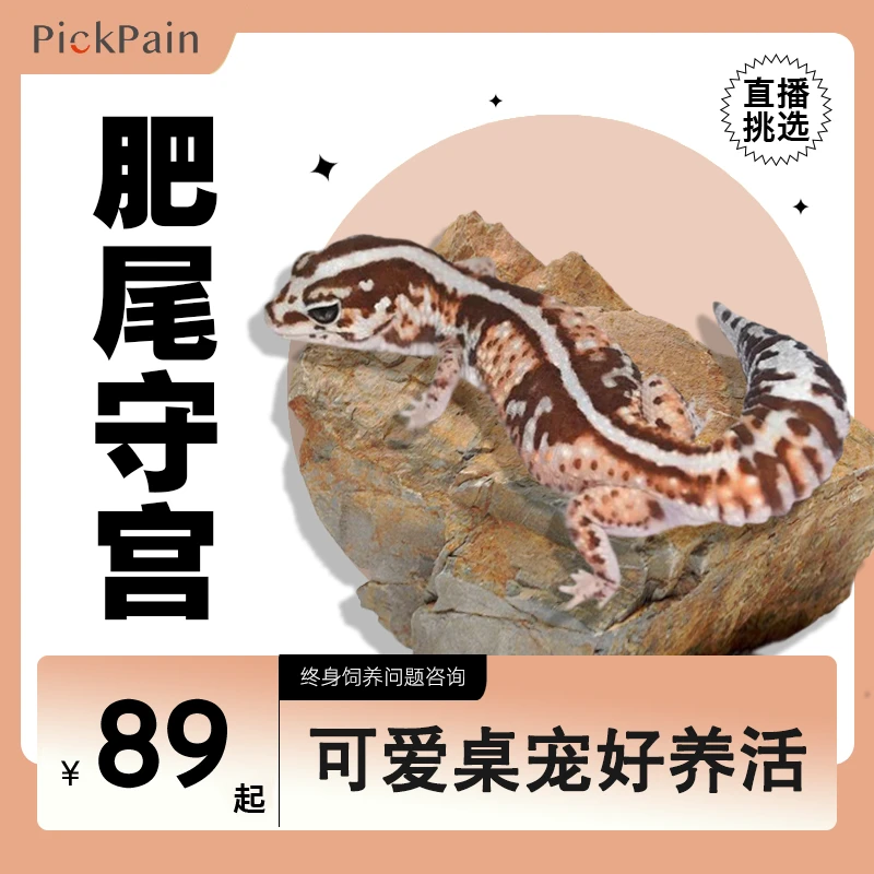 【肥尾守宫】活体宠物蜥蜴 入门级萌宠桌宠爬宠 好养活