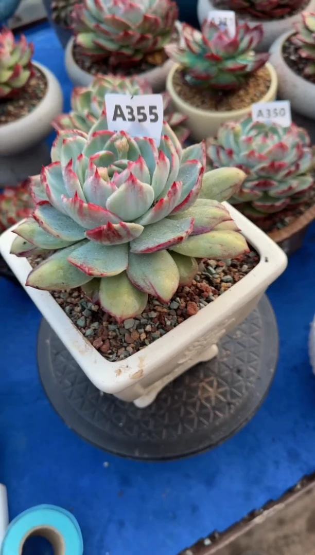 【闪购商品】A355惊鸿仙子（裸根发货）