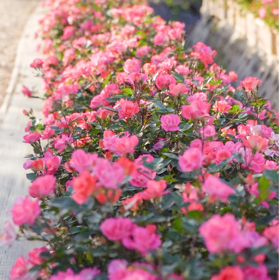 【双11】天狼月季 西子烟雨 西子婉约 西子伊人 月季盆栽