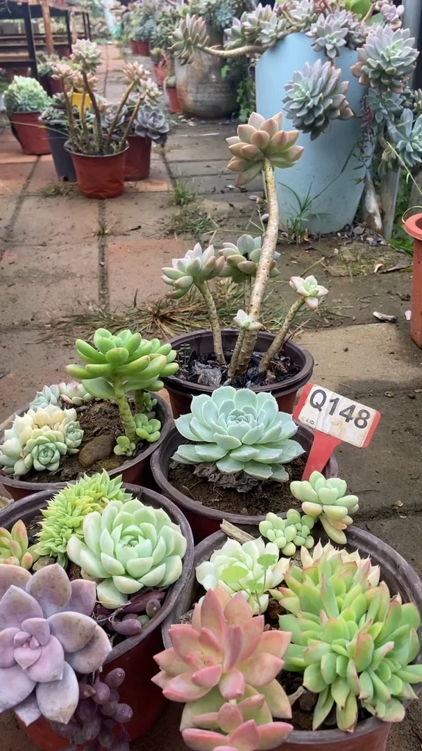 Q148多肉组合默认脱土发货