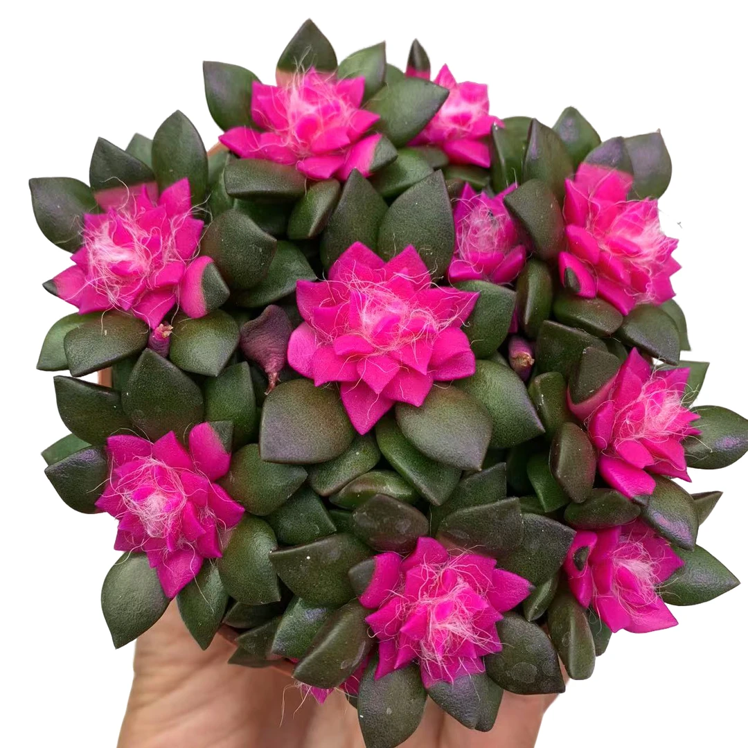 吹雪之松锦带盆土 新手好养 庭院 阳台 多肉植物