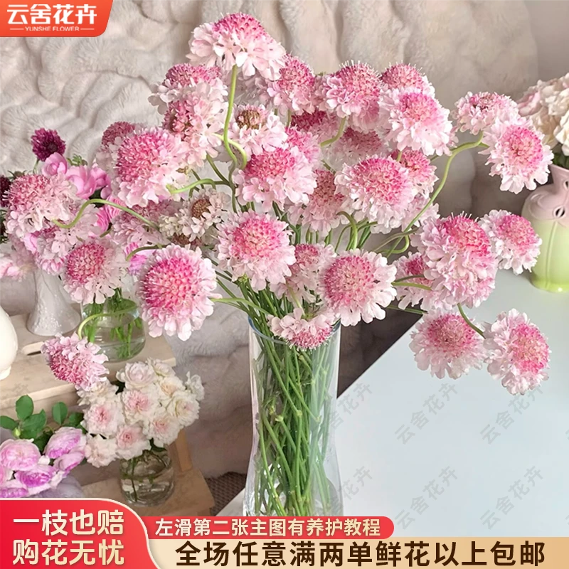 【云舍花卉】【草莓粉】松虫草一扎全场鲜花任意满两单及以上包邮发货