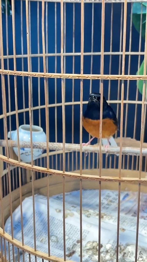 65号 长尾养笼0元起拍