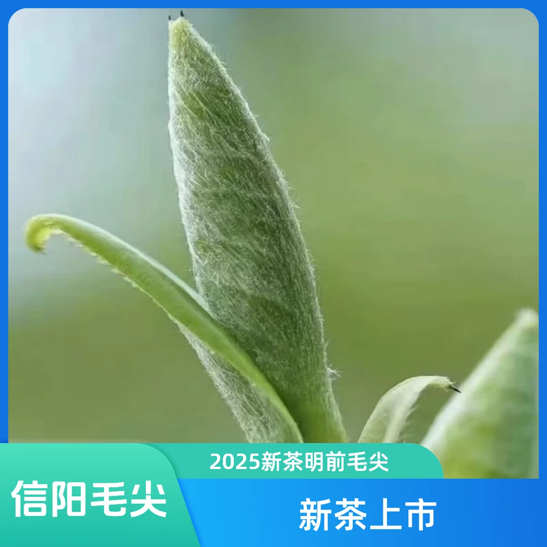 信阳毛尖2025新茶明前中芽炒青毛尖茶叶销售直播第一名