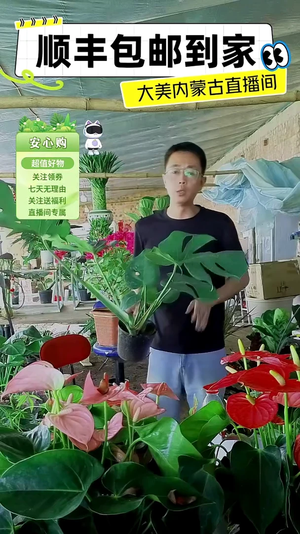 完全开放土培龟背