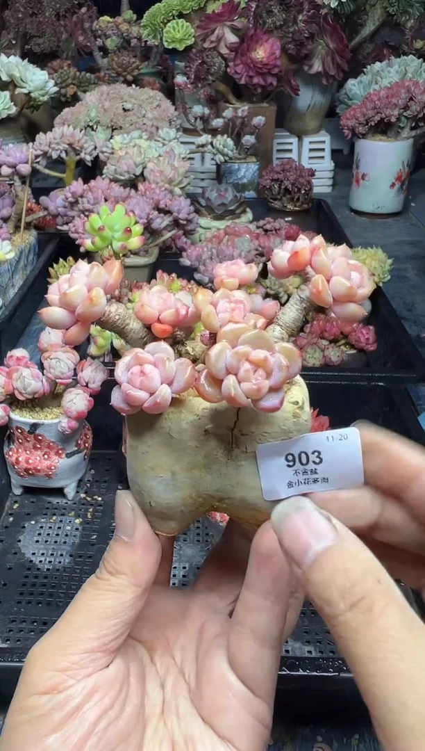 ?*子903            不带盆