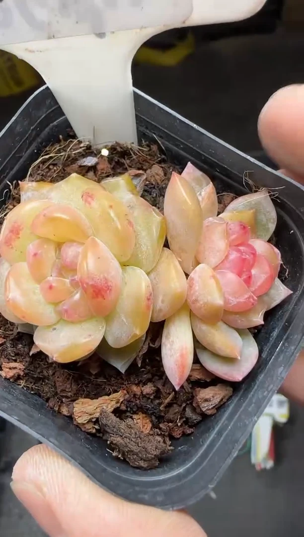 【闪购商品】一物一拍0216—361