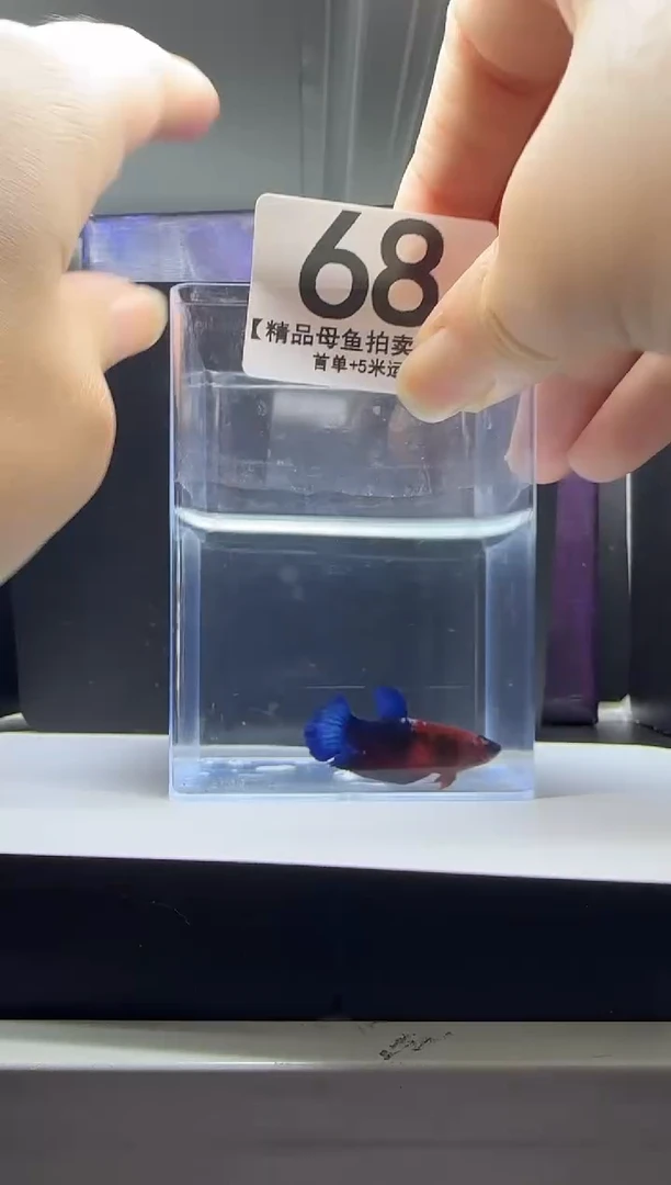海水鱼母鱼编号：68