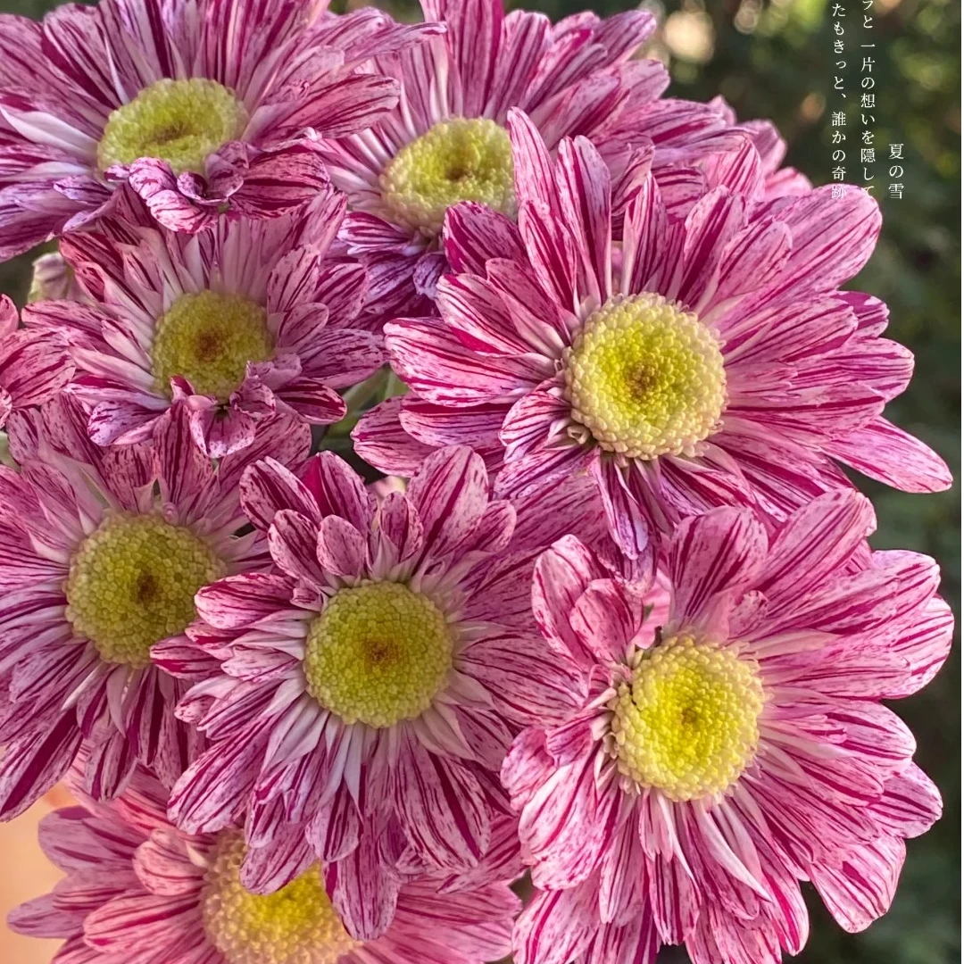 【粉色小雏菊】精选品质5枝全场任意满两单及以上鲜花 顺丰包邮发货 还送花瓶一个