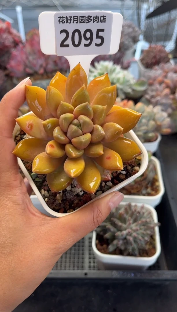 2095（满30包邮，天冷必拍保温箱）