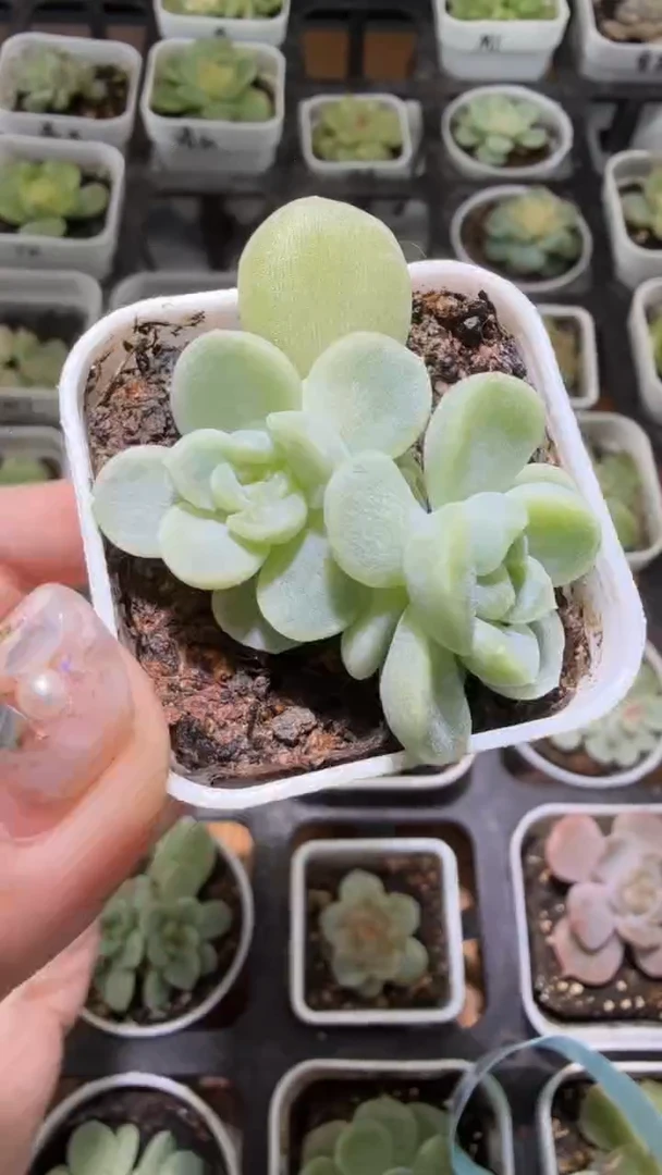 1152  碧波多肉植物